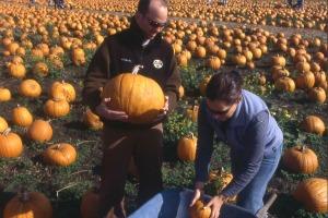 Pumpkins at Half Moon Bay